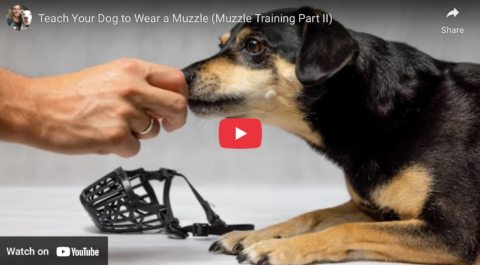 teach dog to wear muzzle